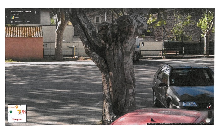 Photo platane coupé parking baroncelli 